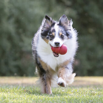 KONG Puppy, large.